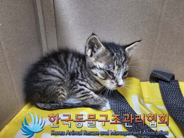 한국동물구조관리협회_411318202400239